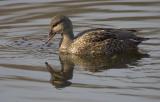 Gadwall (F)