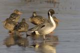 Northern Pintail (M, breeding)