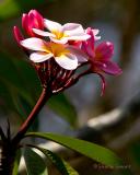 Frangipani