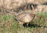 Ring-necked Pheasant - Phasianus colchicus (female)