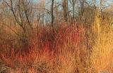 Winter colors by the ponds