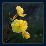Beach flowers