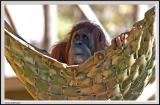 Orangutan - IMG_1035.jpg