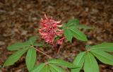 Buckeye, Red