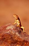 Agama