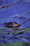 Fire Belly Toad, Bombina bombina