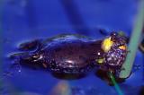 Fire Belly Toad, Bombina bombina