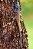 Tree Agama, Agama atricollis