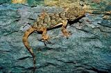 Moorish Gecko