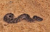Puff adder, Bitis arietans