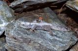 Starred Agama