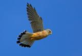 Wild Falcons