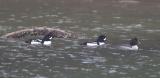 Barrow's Goldeneye (M, M, F breeding)