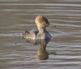 Hooded Merganser (F)