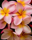 Frangipani - aka plumeria