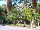 Dead sea - Kibbutz Ein Gedi 7.jpg