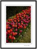 Yerres, tulips