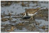 Pluvier kildir / Killdeer