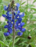 Texas Bluebonnet (Our State Wildflower)