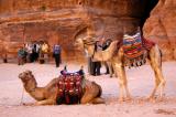 Petra taxi