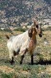 A goat, Jordan