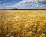 A field of ripening barley gently murmurs in the late August afternoon sun.