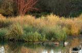 Red tree and ducks
