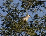 Black-crowned Night-Heron