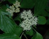 Dogwood, Pagoda