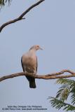 Green Imperial-Pigeon
Scientific name - Ducula aenea aenea
Habitat - Lowland and middle elevation forest.