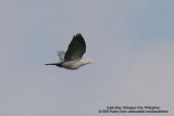 Green Imperial-Pigeon
Scientific name - Ducula aenea aenea
Habitat - Lowland and middle elevation forest.