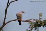 Green Imperial-Pigeon
Scientific name - Ducula aenea aenea
Habitat - Lowland and middle elevation forest.