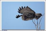 Chouette lapone / Great Gray Owl