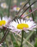 Plains Fleabane (Wildflower)