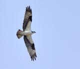 Plum Island, Parker River National Wildlife Refuge Osprey
