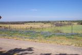 Bluebonnets