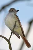 Ash-Throated Flycatcher