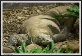 Monitor Lizard - CRW_0571 copy.jpg
