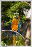 Parrot DOF - CRW_0582 copy.jpg