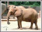 Elephant - DSCF0076 copy.jpg