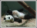 Panda Fixed - DSCF0097 copy.jpg