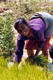Mom Picking Rice, Siruwari Balami Gau