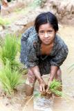 Planting Rice, Siruwari Balami Gau