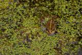 Frog, Esculenta sp