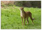 Cheetah 3