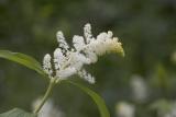 Smilacina racemosa False solomon's seal (syn. Maianthemum racemosum ssp. amplexicaule)