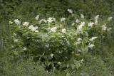 Smilacina racemosa False solomon's seal (syn. Maianthemum racemosum ssp. amplexicaule)