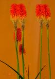 Orange on orange - red hot poker flowers