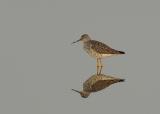 5- Greater Yellow Legs Reflection