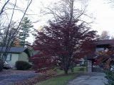 Cornus kousa in the fall